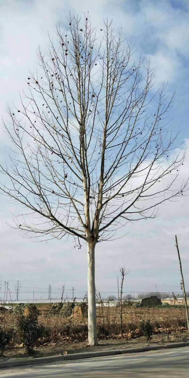 法桐苗法桐绿化树苗大小规格齐全常年供应