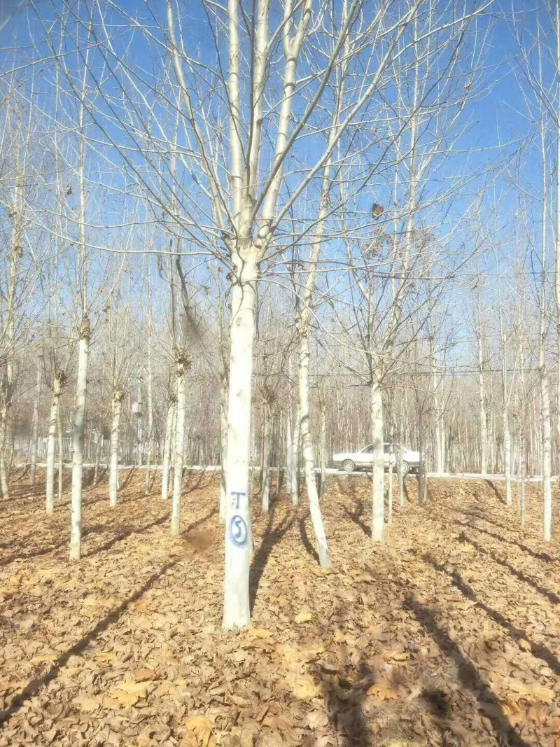 法桐苗法桐绿化树苗大小规格齐全常年供应
