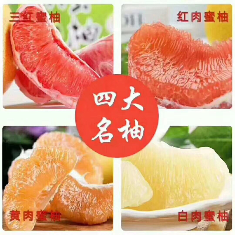 四大名柚苗出售，红柚，白柚，三红柚