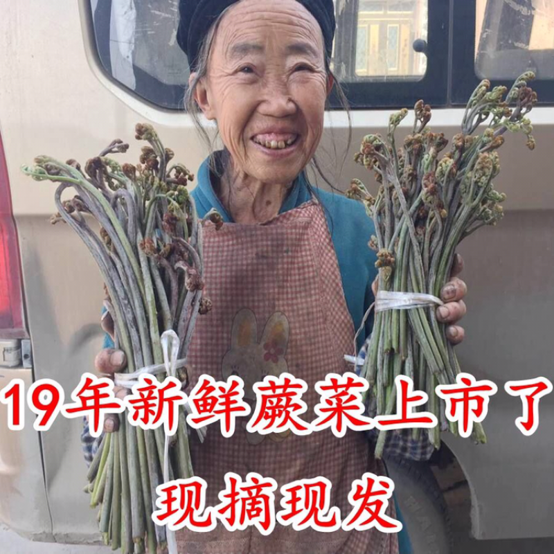 包邮现货贵州新鲜蕨菜