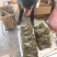 包邮现货贵州新鲜蕨菜