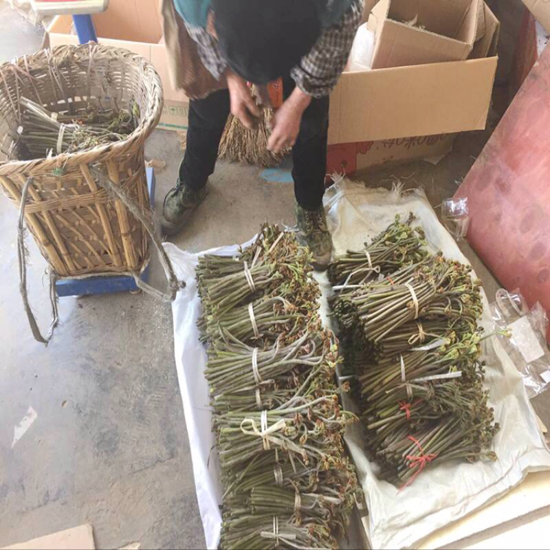 包邮现货贵州新鲜蕨菜