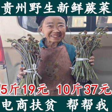 包邮现货贵州新鲜蕨菜