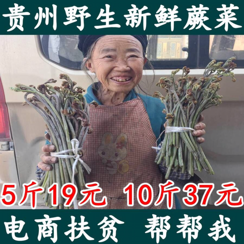 包邮现货贵州新鲜蕨菜