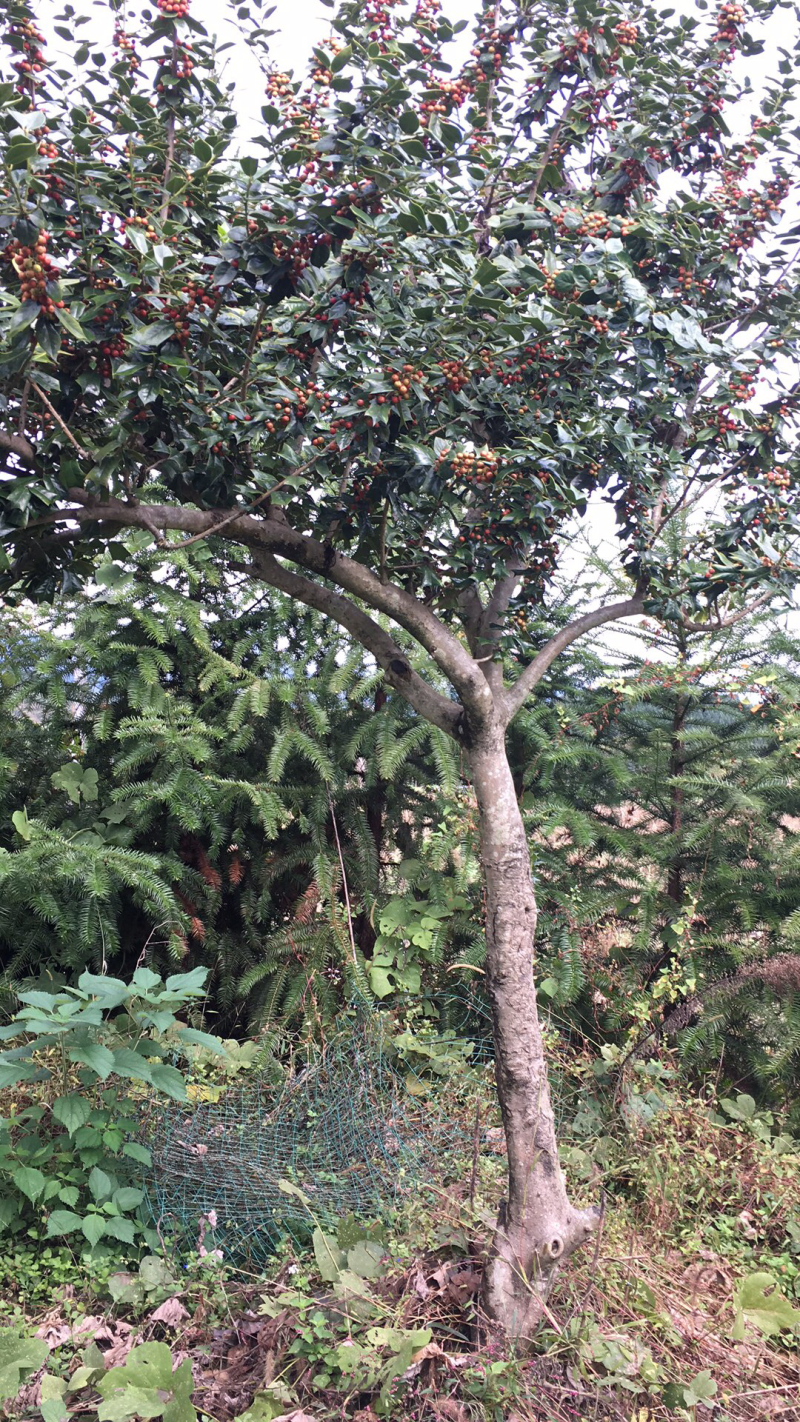 有刺枸骨，8一20公分