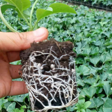 大量供应百香果紫香苗黄金果苗
