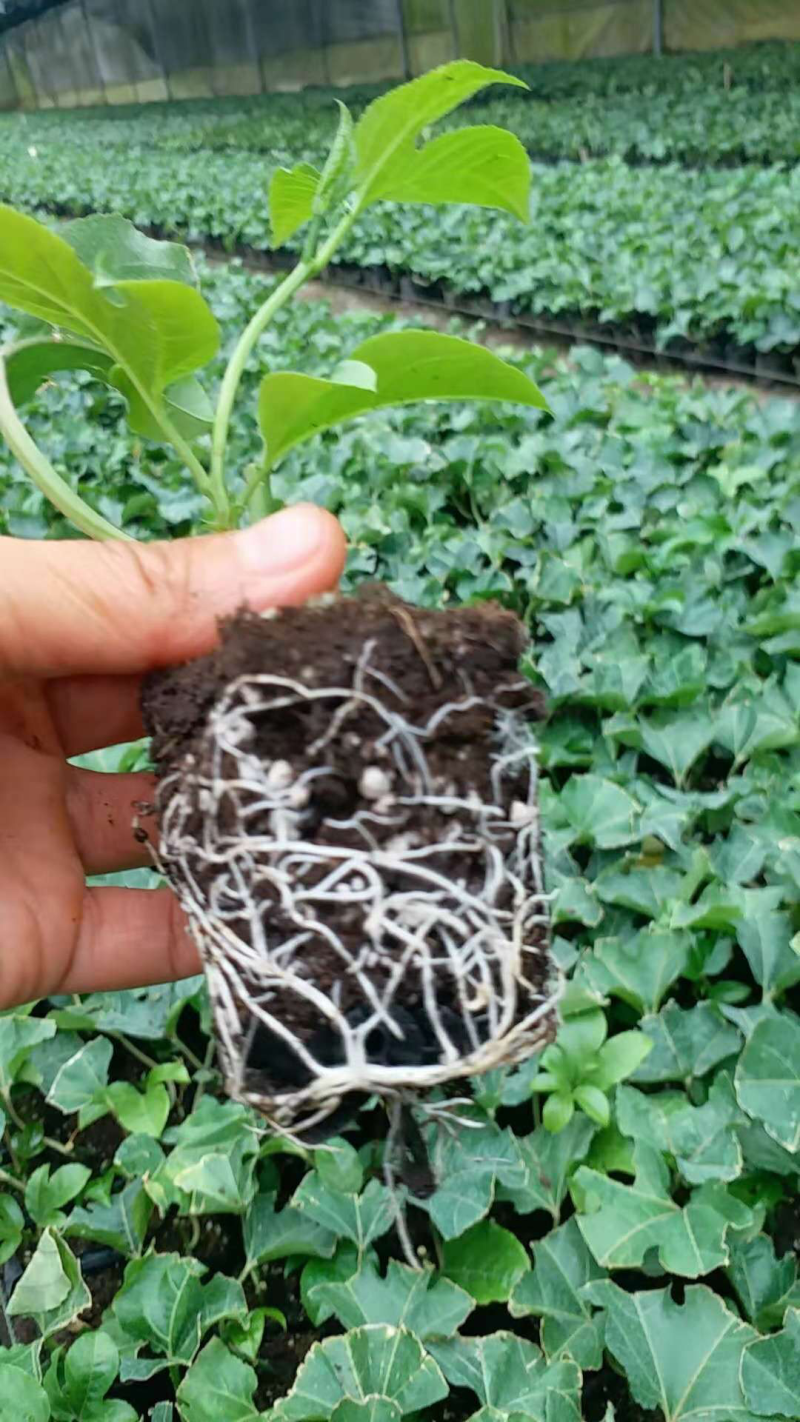 大量供应百香果紫香苗黄金果苗