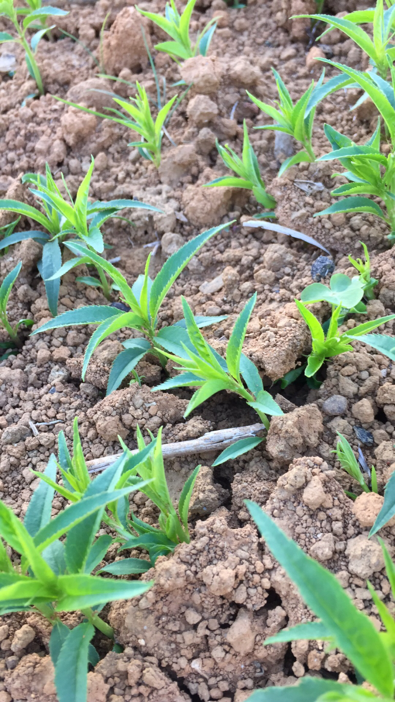 【顺丰包邮】毛桃苗毛桃芽苗毛桃树苗桂林阳朔毛桃苗保湿发货