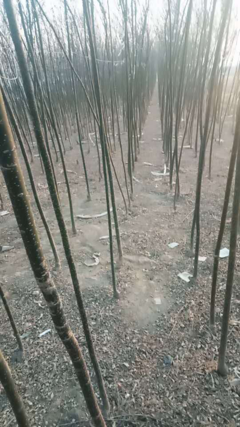 国槐树绿化苗木～规格齐全诚信经营欢迎各位老板光临惠顾！
