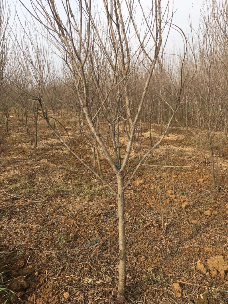 石榴苗，精品2.5公分石榴树苗，数量五万颗
