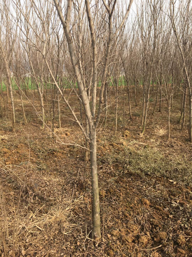 石榴苗，精品2.5公分石榴树苗，数量五万颗