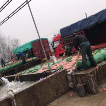 精品芦蒿