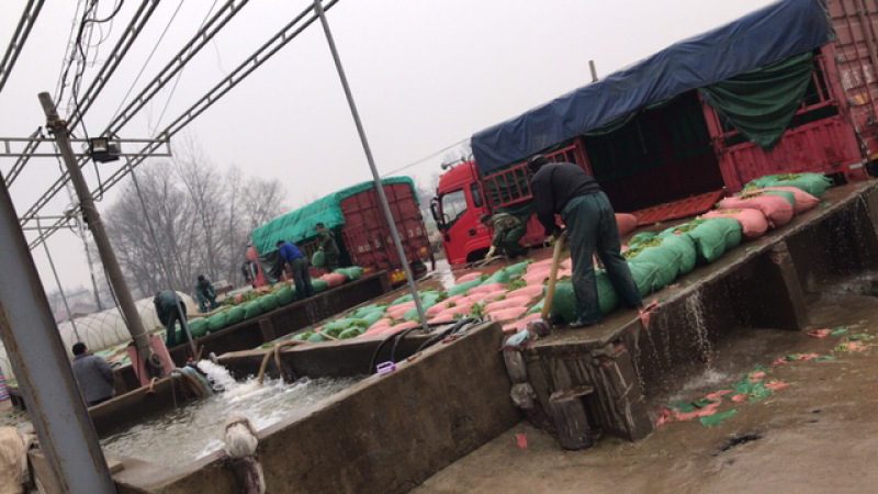 精品芦蒿