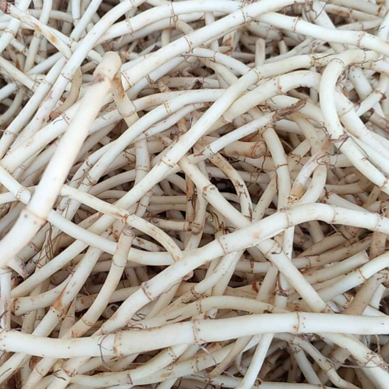 鱼腥草根，叶子