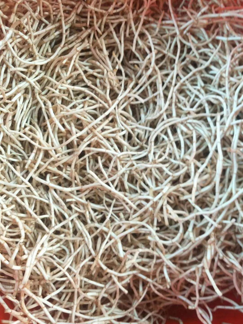 鱼腥草根，叶子