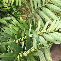 黄精种子，姜型，鸡头红花滇黄精，提供种植技术催芽，
