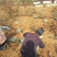 山楂树苗