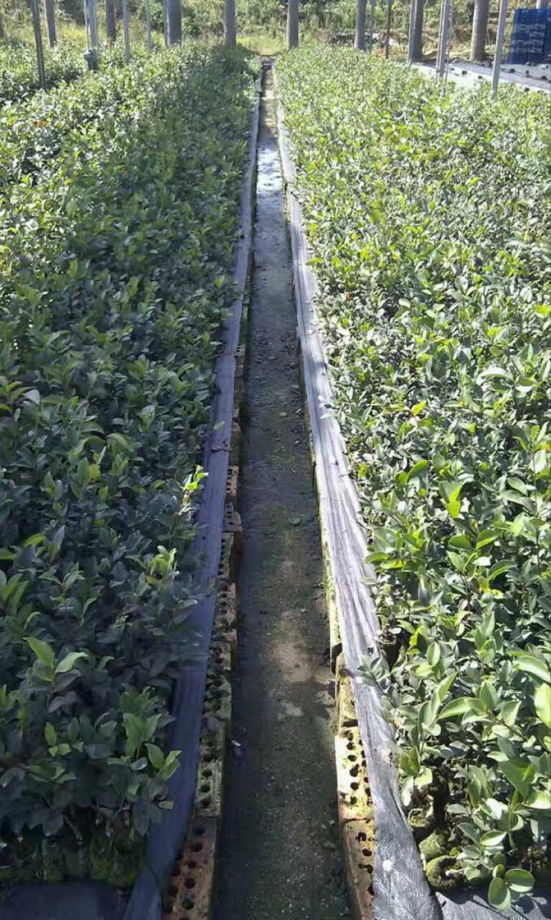 高产良种嫁接油茶苗，湘林210，1年生一3年生