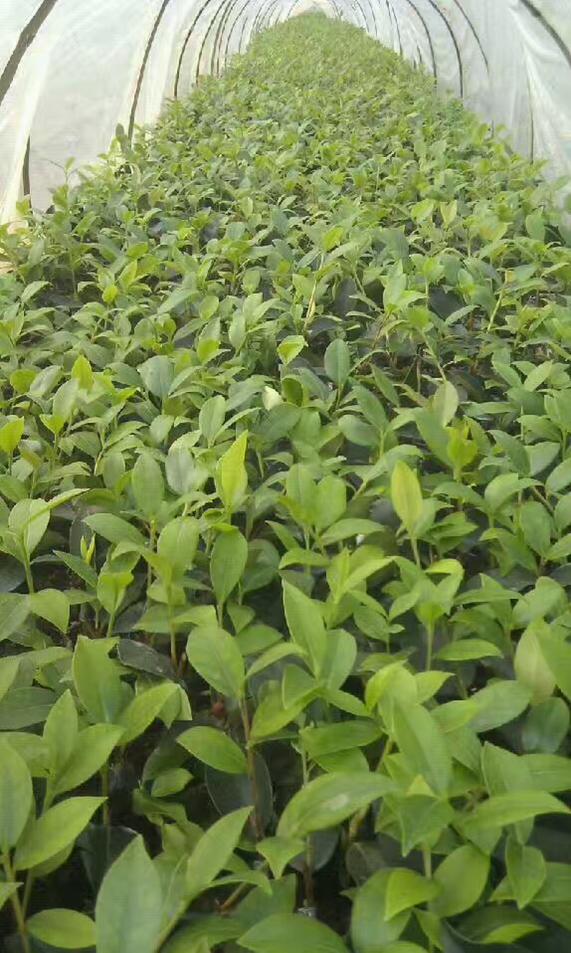 高产良种嫁接油茶苗，湘林210，1年生一3年生