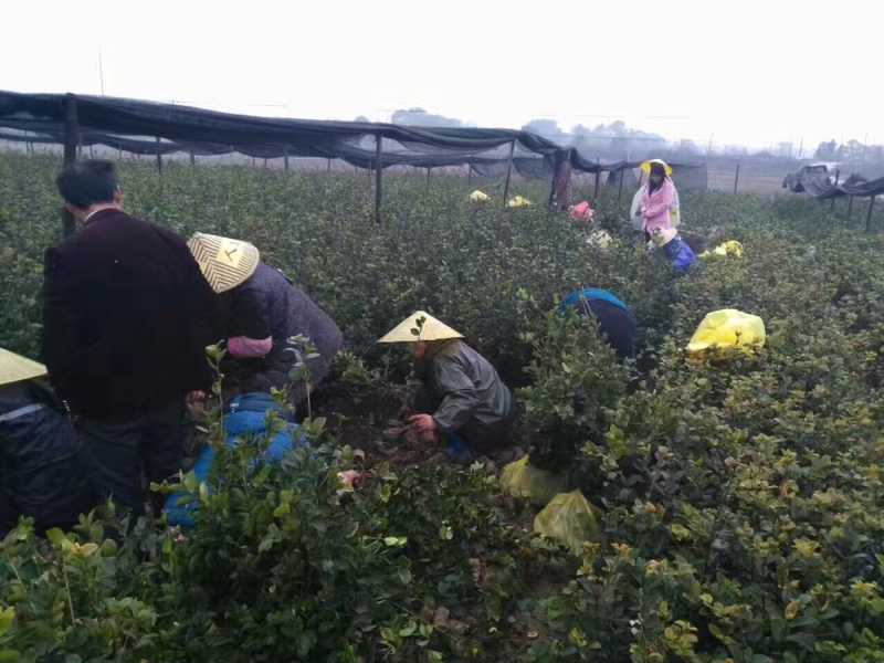 高产良种嫁接油茶苗，湘林210，1年生一3年生