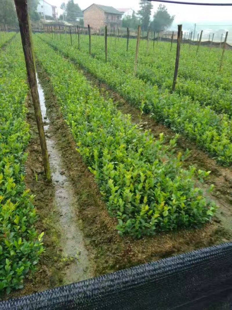 高产良种嫁接油茶苗，湘林210，1年生一3年生