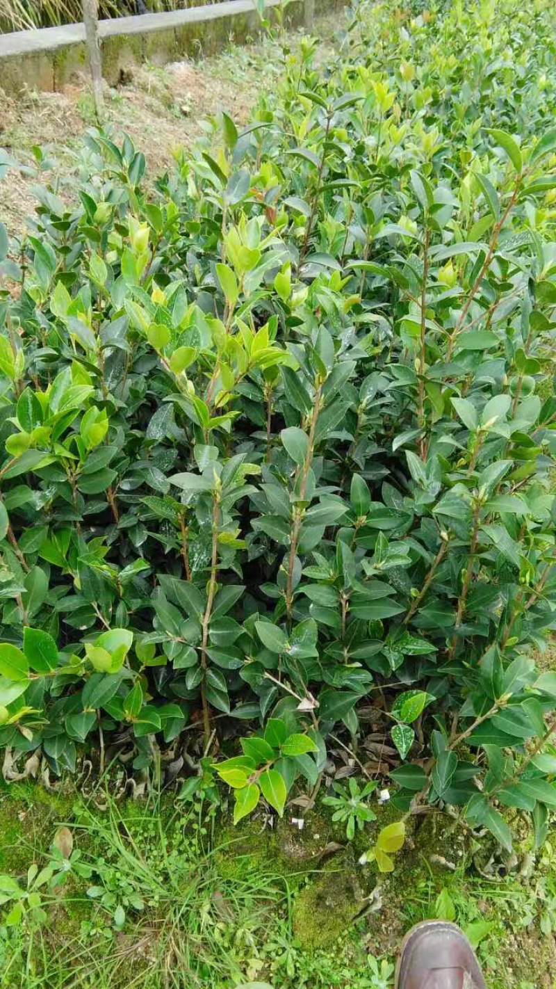 高产良种嫁接油茶苗，湘林210，1年生一3年生