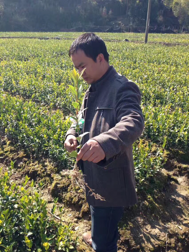 高产良种嫁接油茶苗，湘林210，1年生一3年生