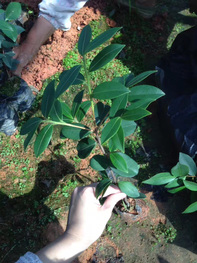 高产良种嫁接油茶苗，湘林210，1年生一3年生