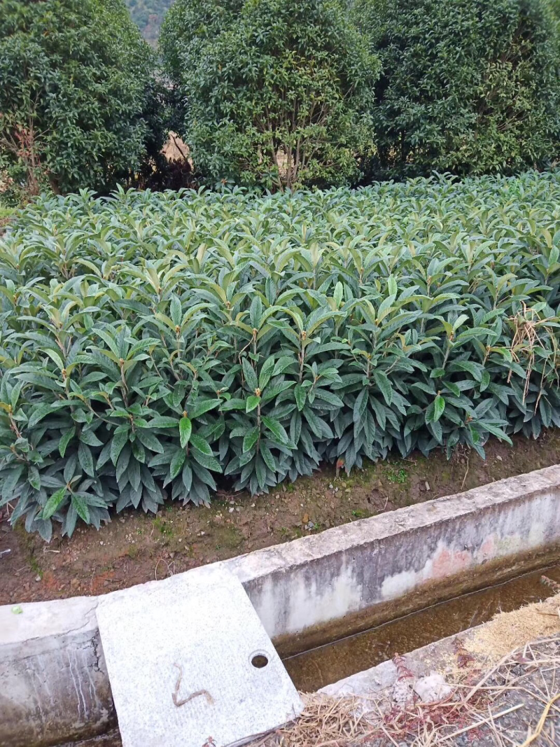 枇杷苗