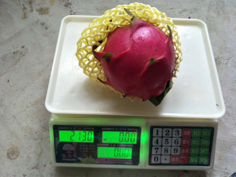 红心火龙果苗