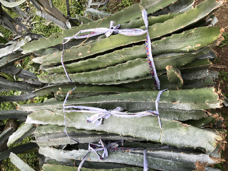 红心火龙果苗