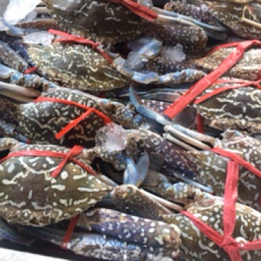 蟹批发，深海花蟹，船冻蟹，虎斑蟹，三点蟹，蟹钳，蟹脚