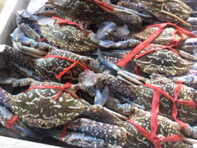 蟹批发，深海花蟹，船冻蟹，虎斑蟹，三点蟹，蟹钳，蟹脚
