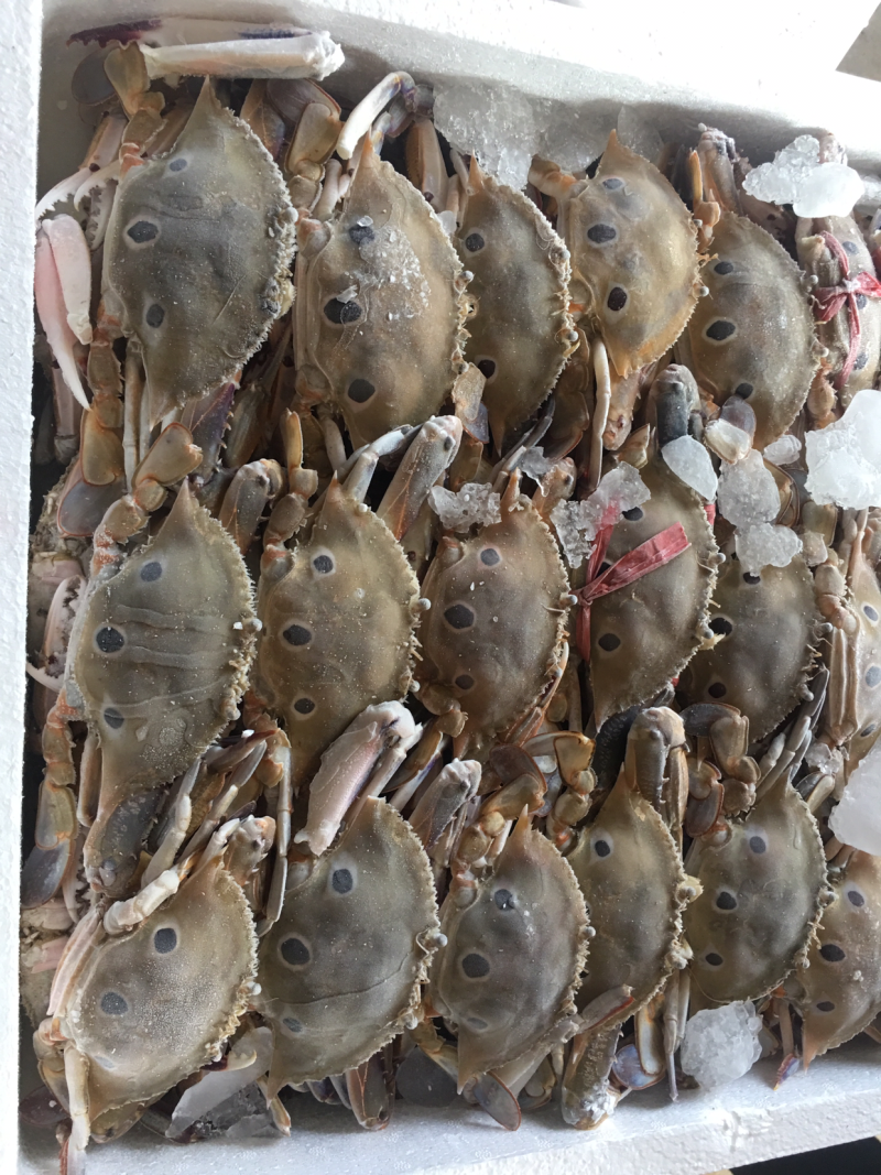 蟹批发，深海花蟹，船冻蟹，虎斑蟹，三点蟹，蟹钳，蟹脚