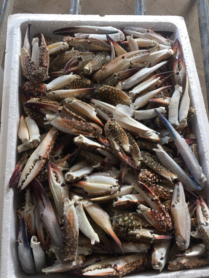 蟹批发，深海花蟹，船冻蟹，虎斑蟹，三点蟹，蟹钳，蟹脚