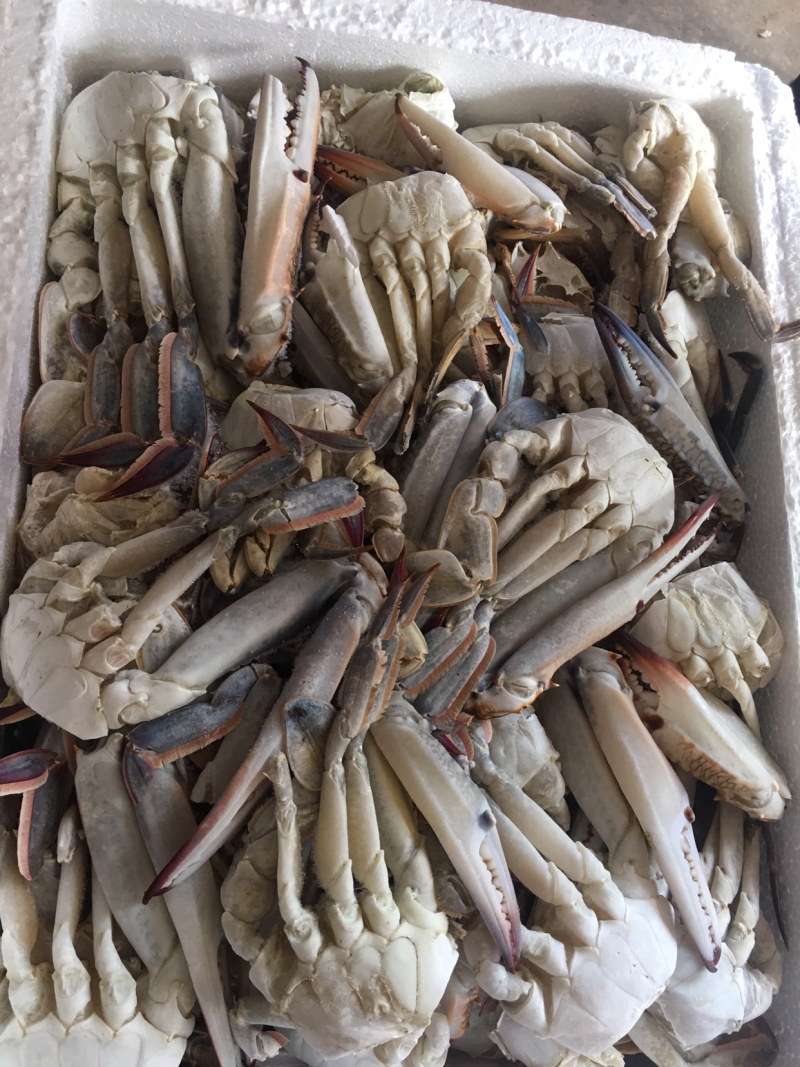 蟹批发，深海花蟹，船冻蟹，虎斑蟹，三点蟹，蟹钳，蟹脚