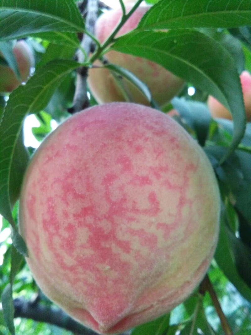 现挖现卖，桃树