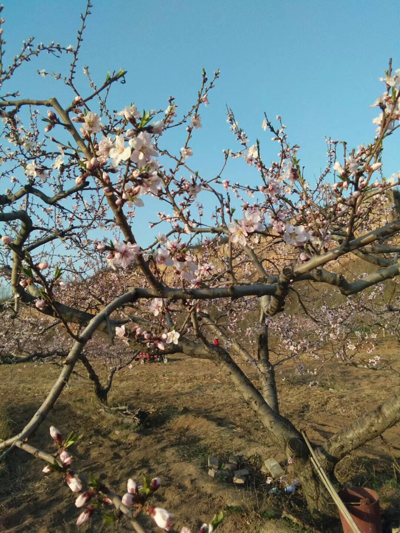 现挖现卖，桃树