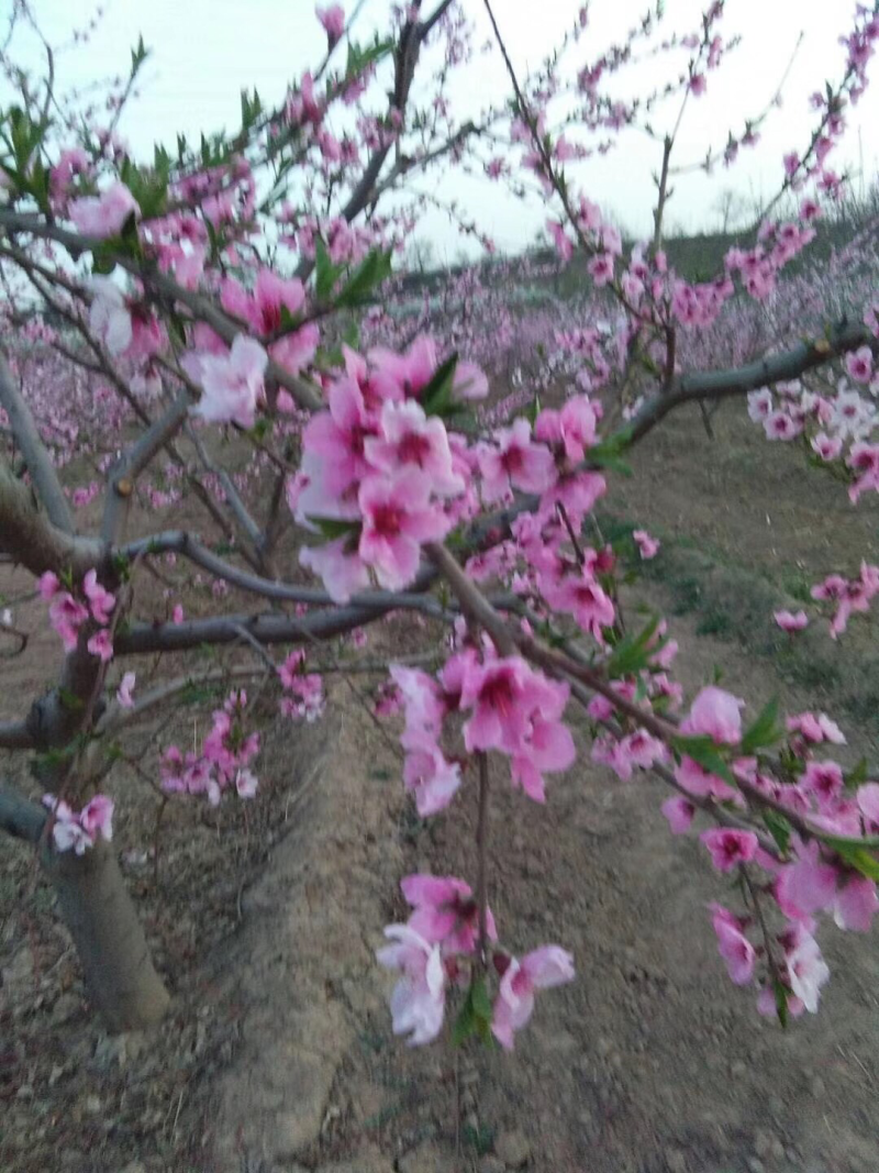 现挖现卖，桃树