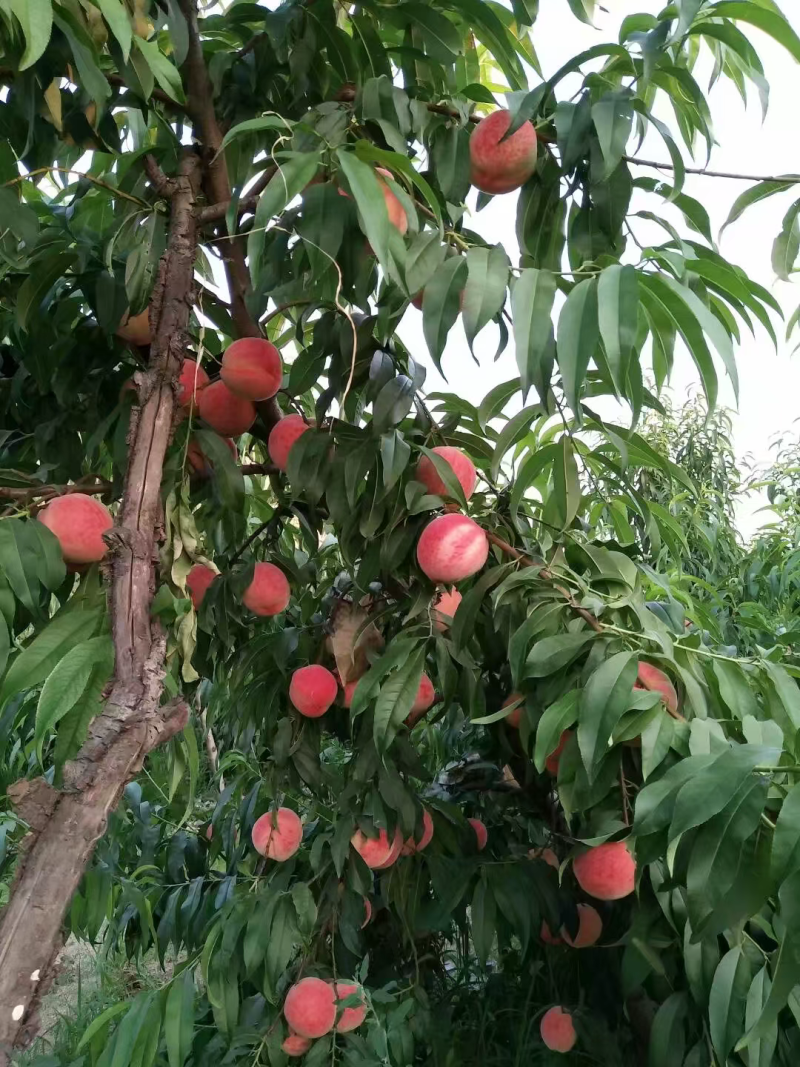 现挖现卖，桃树