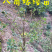 嫁接优良品种八角树苗