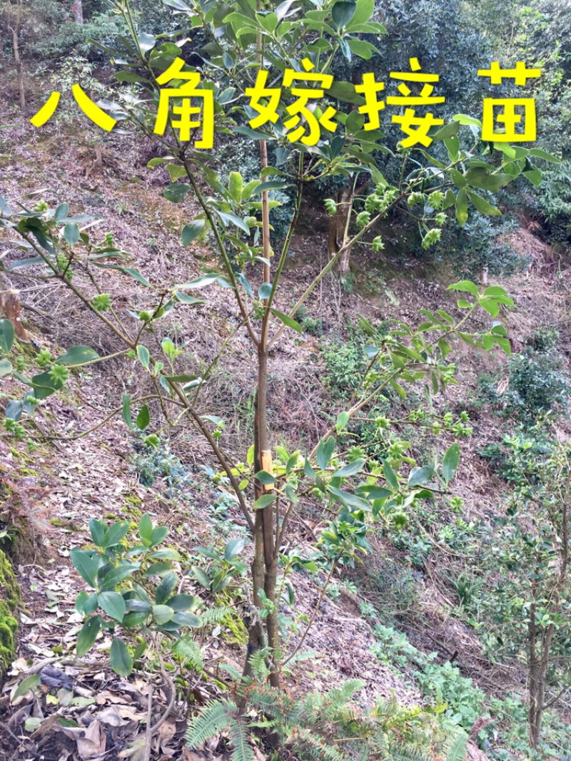 嫁接优良品种八角树苗