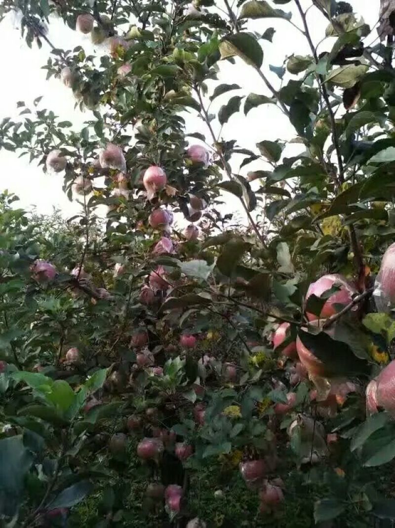 红富士苹果75mm以上膜袋