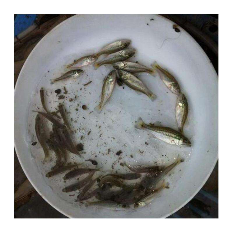 鲈鱼苗加洲鲈