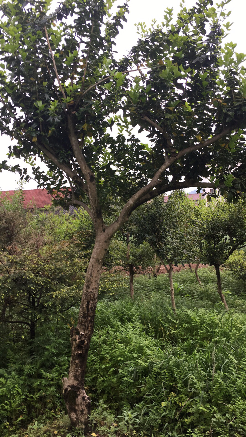 有刺枸骨，8一20公分