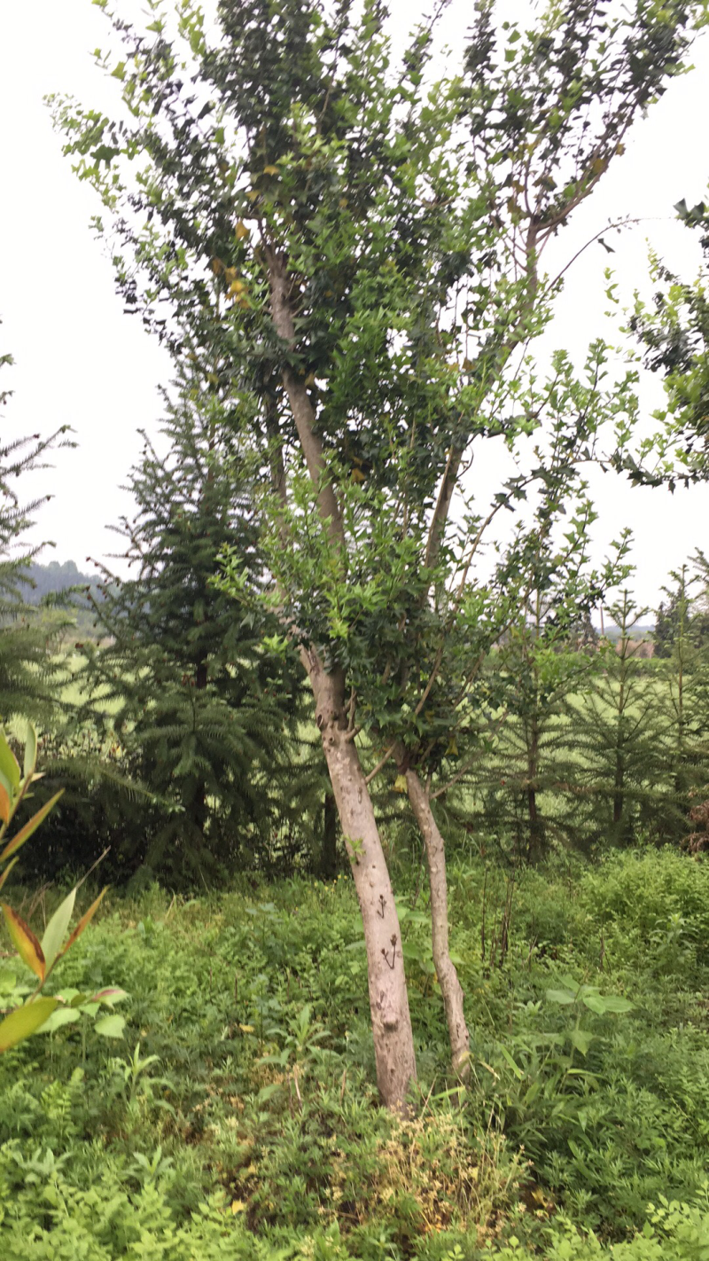 有刺枸骨，8一20公分