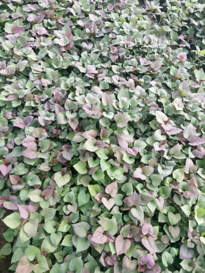 蜜薯苗，蜜薯西瓜红，龙薯九，红薯苗，济薯26