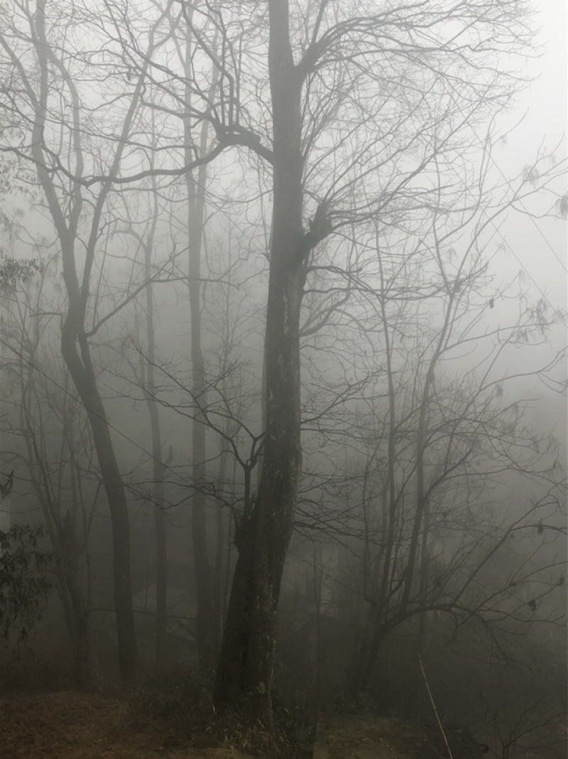 柿子树