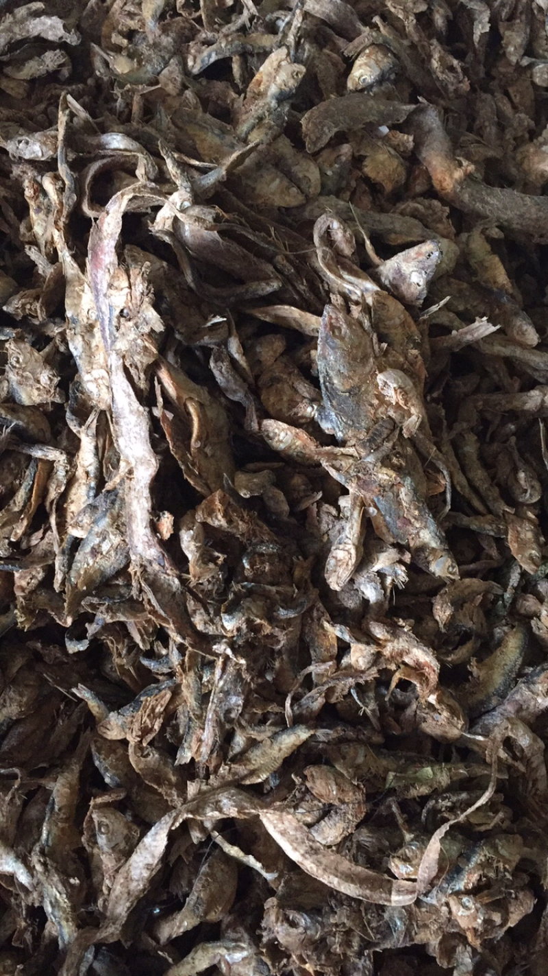 优质鱼干小杂鱼饲料鱼自然晾干质美价廉