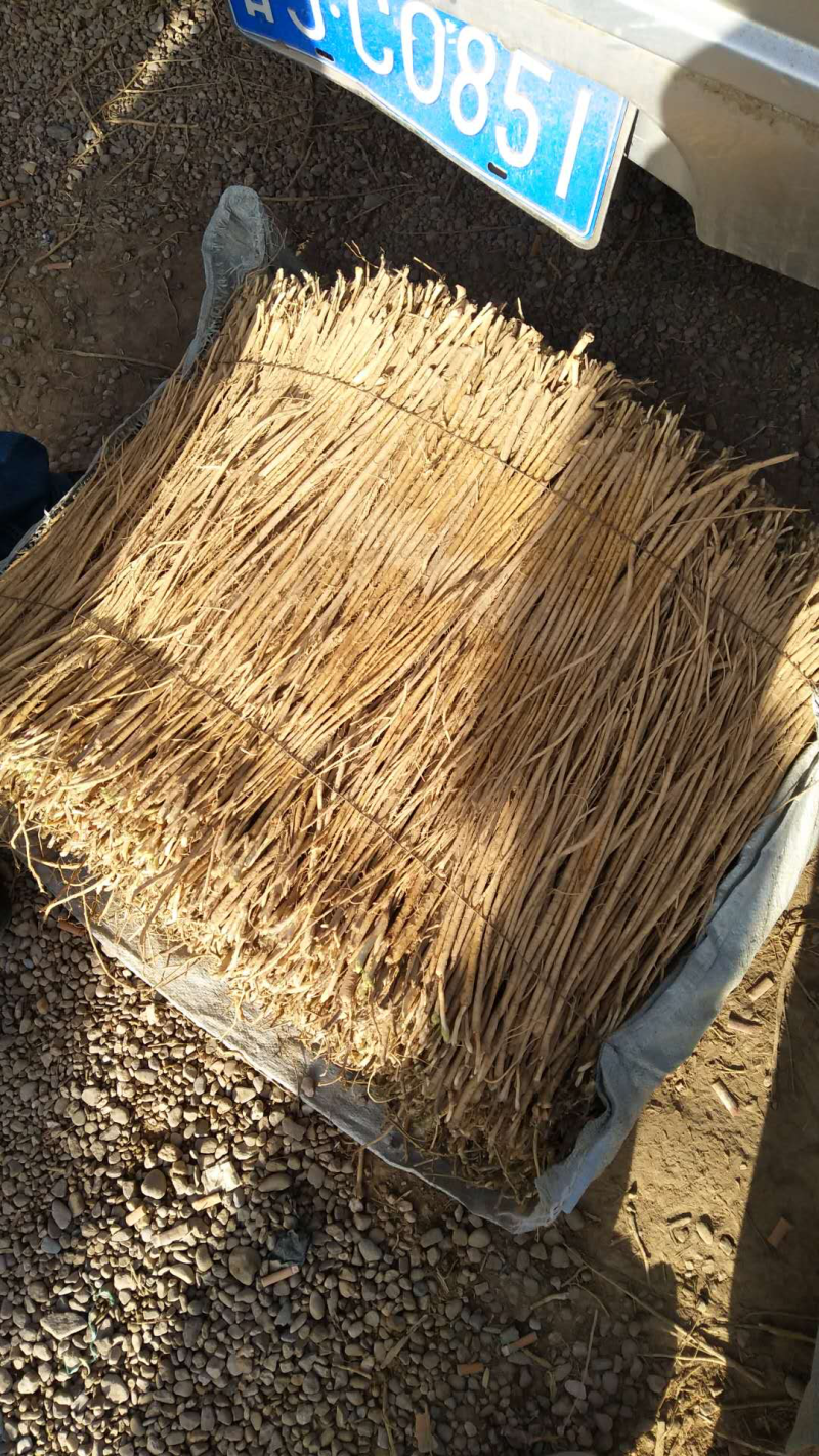 黄芪苗、优质、纯种、一年生苗